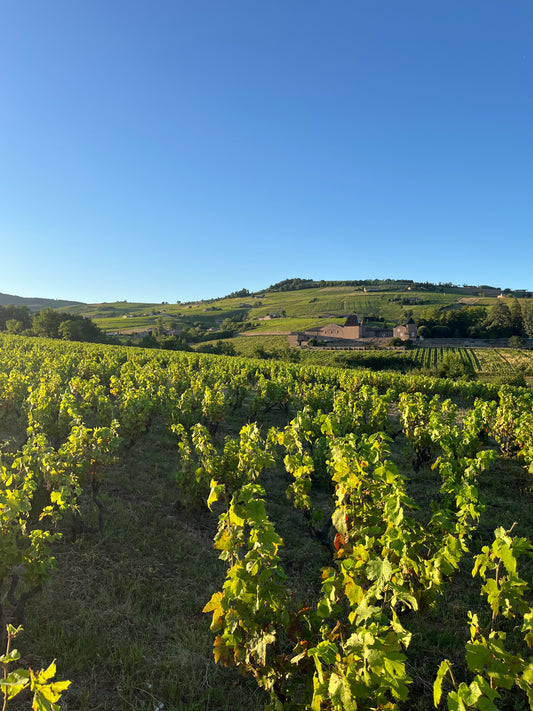 Juliénas "Tradition" 2024