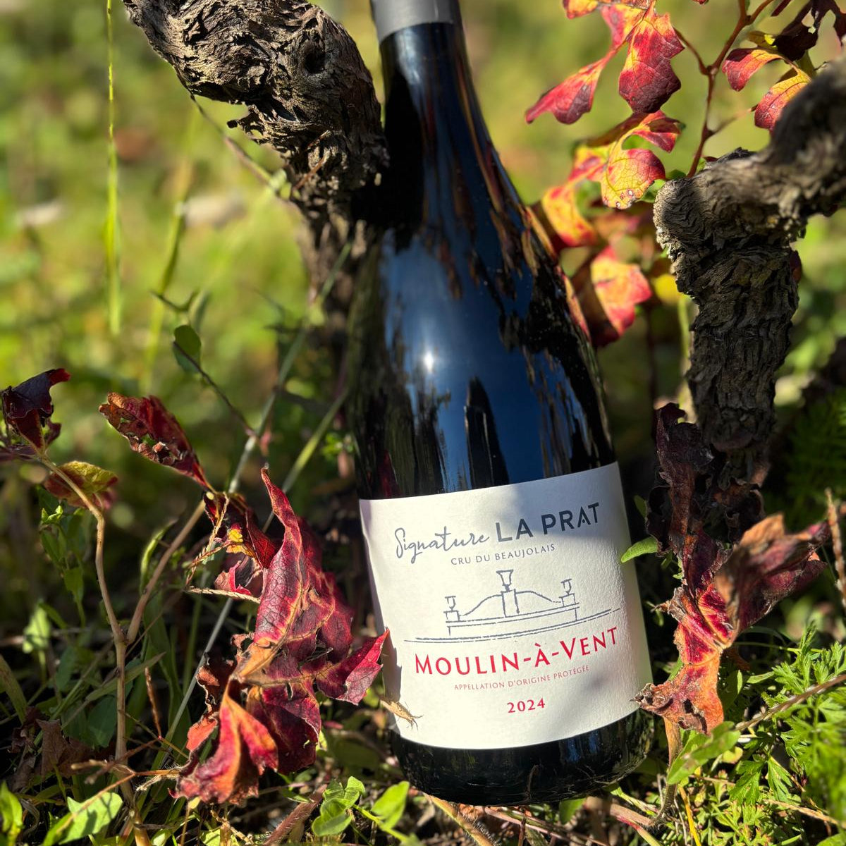 Moulin-à-vent "Tradition" 2024